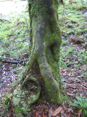  Taken on a tramping trip in Hunua